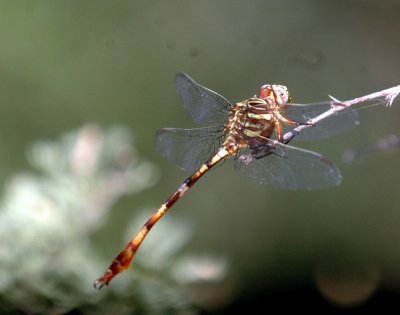 617cooks 046dragonflyidzzzzzzzzzz.jpg