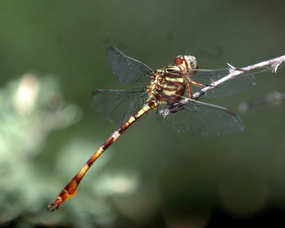 617cooks 047dragonfly.jpg