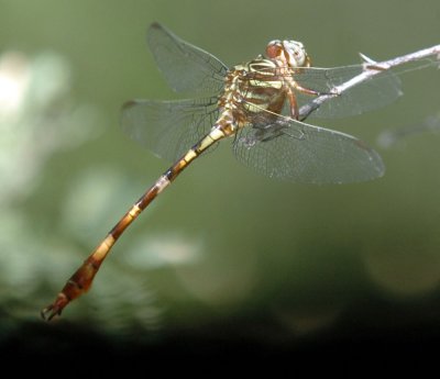 617cooks 048dragonflyzzzzzzz.jpg