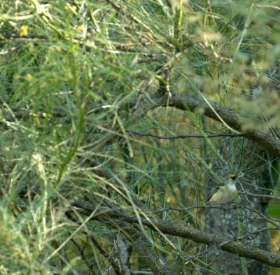 617cooks 055whiteeyedvireo.jpg