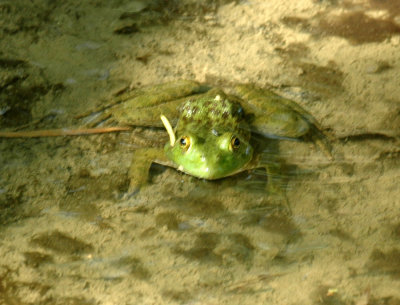 617cooks 064froggy.jpg