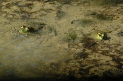 617cooks 065froggies.jpg