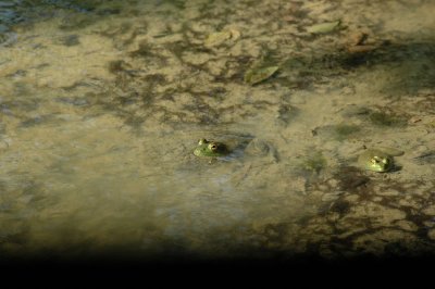 617cooks 066froggie.jpg