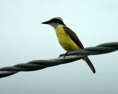 616cooks 005kiskadee.jpg