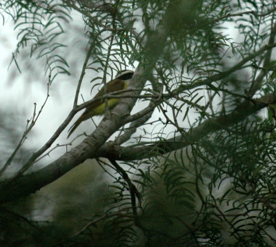 616cooks 007greatkiskadee.jpg