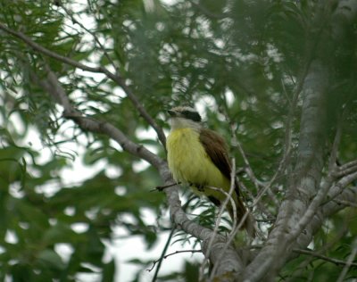 616cooks 012greatkiskadee.jpg