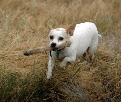 616cooks 020happydoggie2.jpg