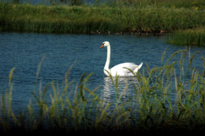 618cooksFishH 078muteSwan.jpg