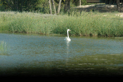 618cooksFishH 081muteSwan.jpg