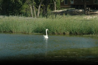 618cooksFishH 082muteswan.jpg