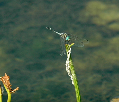618cooksFishH 086tornbushDasher.jpg