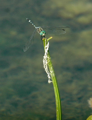 618cooksFishH 087thornbushdasher.jpg
