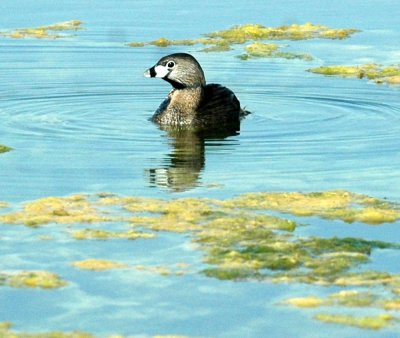 618cooksFishH 090piedbilled.jpg