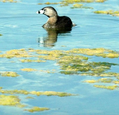618cooksFishH 091piedbilled.jpg