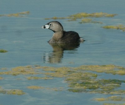 618cooksFishH 092piedbilled.jpg