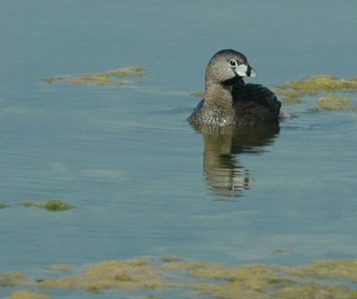 618cooksFishH 097piedbilled.jpg