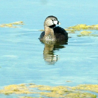 618cooksFishH 098piedbilled.jpg