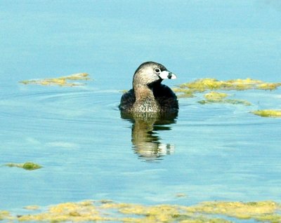 618cooksFishH 099piedbilled.jpg