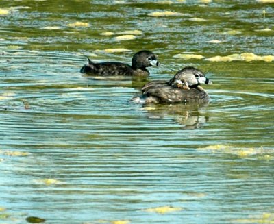 618cooksFishH 104piedbilledgrebes.jpg