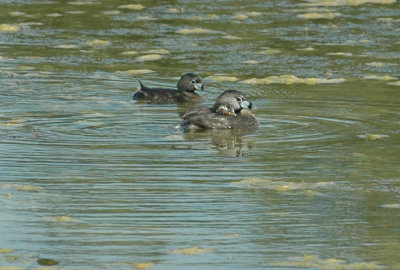 618cooksFishH 105piedbilledgrebes.jpg