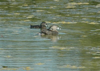 618cooksFishH 106piedbilledgrebes.jpg