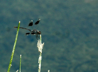 618cooksFishH 108four-spotted pennant.jpg
