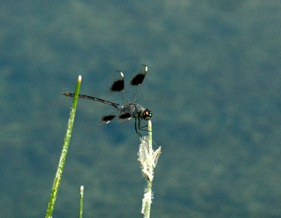 618cooksFishH 109four-spotted pennant.jpg