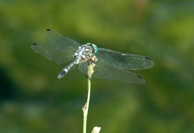 618cooksFishH 112thornbushdasher.jpg