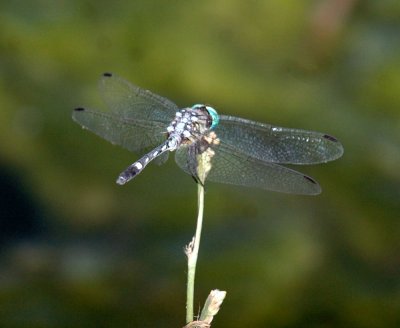 618cooksFishH 114tornbushdasher.jpg