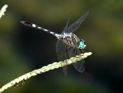 618cooksFishH 116thornbushdasher.jpg