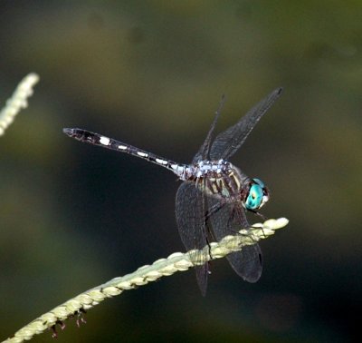618cooksFishH 117thornbushdasher.jpg