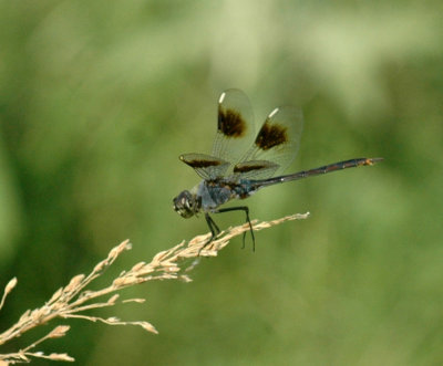 618cooksFishH 137fourspottedpennant.jpg