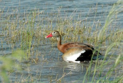 618cooksFishH 139blackbelliedwhistlingduck.jpg