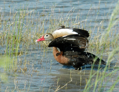 618cooksFishH 140getting away from nest.jpg