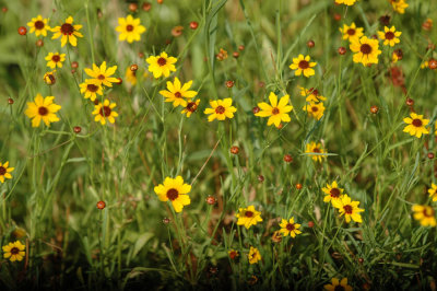 618cooksFishH 141some wildflowers.jpg