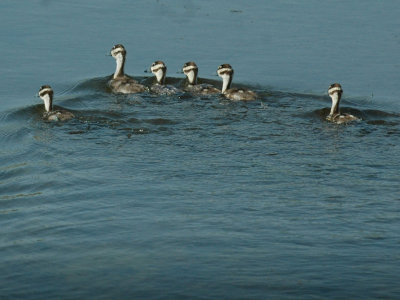 618cooksFishH 143babies bbwd.jpg