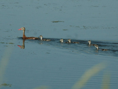618cooksFishH 146ducks.jpg
