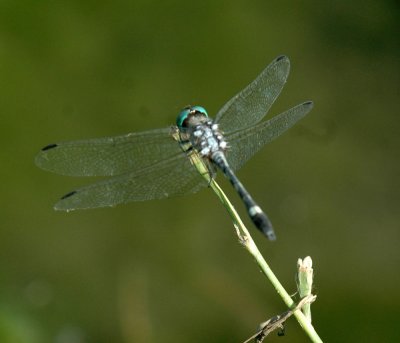 618cooksFishH 149thornbushdasher.jpg