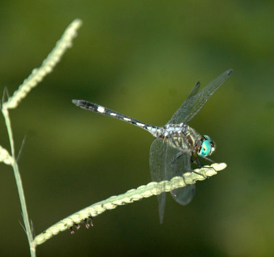 618cooksFishH 151thornbushdasher.jpg