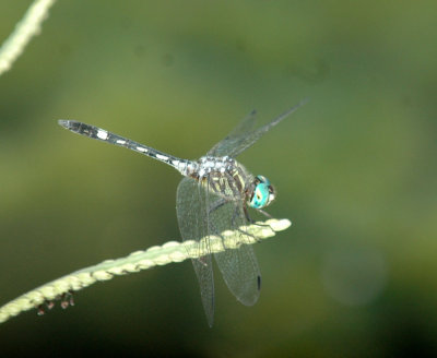 618cooksFishH 153thornbushdasher.jpg