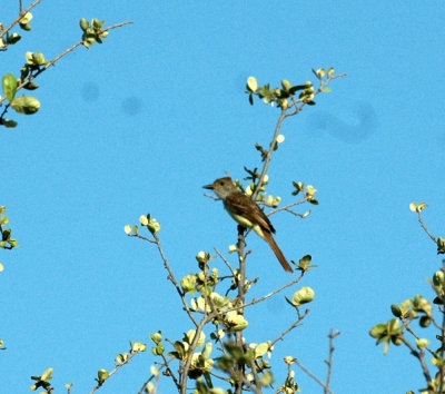 618cooksFishH 002browncrestedflycatcher.jpg