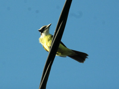 618cooksFishH 017kiskadee.jpg