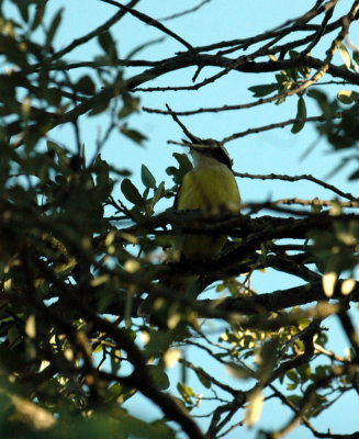 618cooksFishH 022kiskadee.jpg