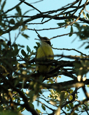 618cooksFishH 023kiskadee.jpg