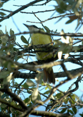 618cooksFishH 026kiskadee.jpg