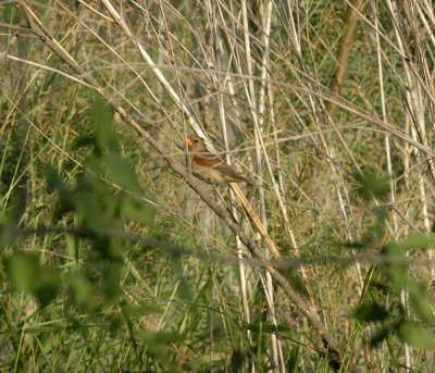 618cooksFishH 028ncardinal.jpg