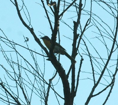 618cooksFishH 036yellowbreastedChat.jpg