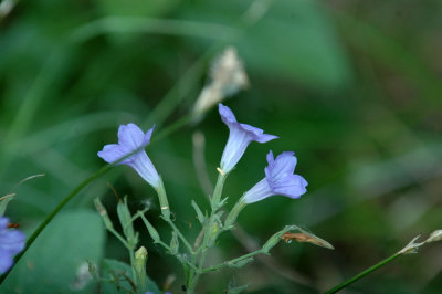 618cooksFishH 042bluezann.jpg