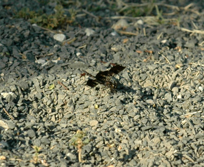 618cooksFishH 044filligreeSkimmer.jpg