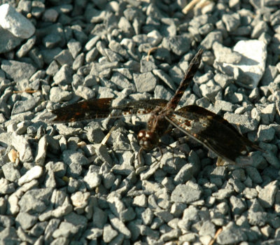 618cooksFishH 046filligreeSkimmer.jpg